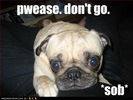 funny-dog-pictures-pug-begs-dont-go.jpg