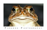 one_angry_frog_by_paradox_photography.jpg