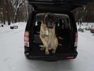 Dog in car.jpg