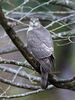 Female--Sparrowhawk~0.jpg